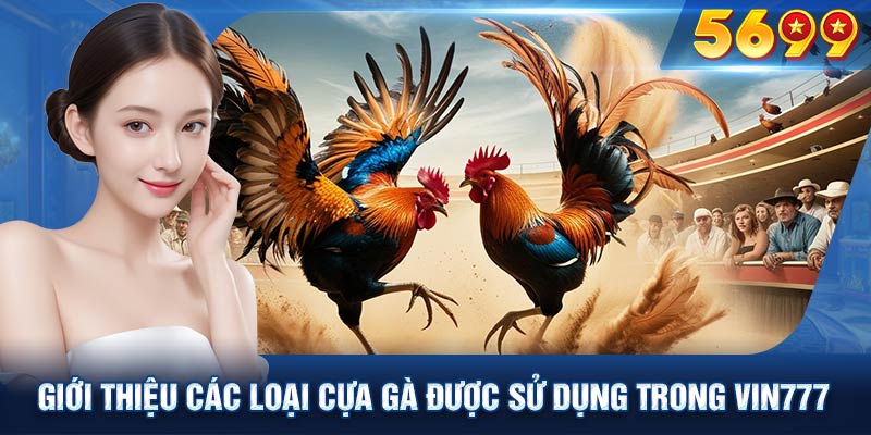 Giới thiệu các loại cựa gà được sử dụng trong đá gà VIN777