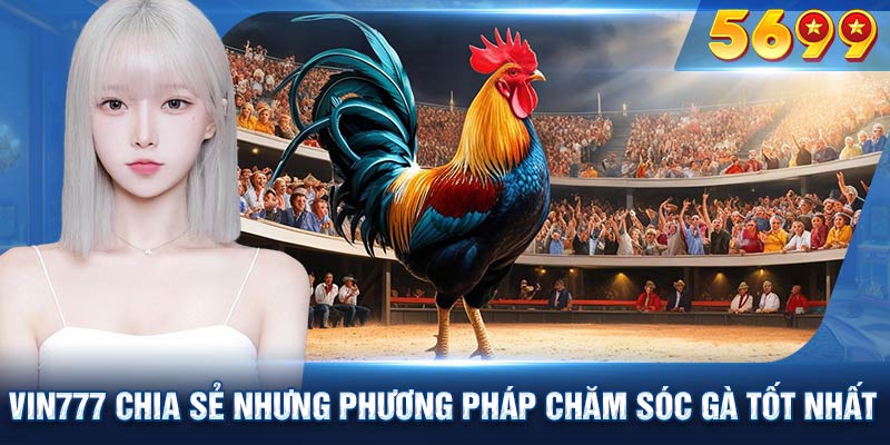 VIN777 chia sẻ nhưng phương pháp chăm sóc gà tốt nhất