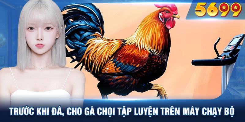 Chăm sóc gà chọi trước khi đá, cho gà chọi đang tập luyện trên máy chạy bộ